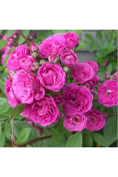 Махрові дрібні рожеві квіти мускусної троянди Дінкі 